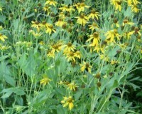 rudbeckia laciniata ii 8-10.jpg